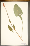 Polygonum bistorta RCPGdnHerbarium (35).JPG